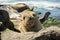 Sea Lion baby seal - puppy on the beach, La Jolla, California.