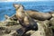 Sea Lion baby seal - puppy on the beach, La Jolla, California.