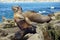 Sea Lion baby seal - puppy on the beach, La Jolla, California.