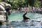 Sea Lion balancing a ball Central Park Zoo NYC