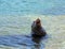 Sea Lion barking on the marina boat launch in Cabo San Lucas Mexico