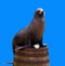 Sea lion on a barrel isolated om blue