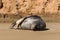 Sea lion basking on sandy beach