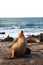 Sea Lion Basking in Sun