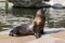 Sea Lion basking in the sun