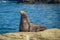 Sea Lion Basking in the Sun on a Rock on the Coastline