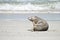 Sea lion on the beach