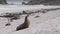 Sea-lion on beach