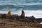 Sea lion on the beach blur move effect