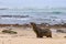 Sea lion on the beach at Catlins coast, South Island, New Zealand