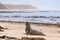 Sea lion on the beach at Catlins coast, South Island, New Zealand