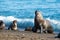 Sea lion on the beach in Patagonia