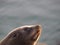 Sea lion beautiful face.