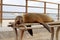 Sea lion on a bench, Santa Cruz Island, Galapagos