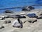 The sea lion of Big Sur - California