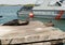 Sea lion and brown pelican resting on a dock in the Galapagos with a Coast Guard boat in the background.