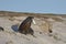 Sea Lion carrying a freshly caught penguin in the Falkland Islands