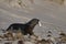 Sea Lion carrying a freshly caught penguin in the Falkland Islands