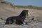 Sea Lion carrying a freshly caught penguin in the Falkland Islands