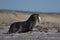 Sea Lion carrying a freshly caught penguin in the Falkland Islands