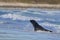 Sea Lion catching a penguin in the Falkland Islands