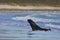 Sea Lion catching a penguin in the Falkland Islands