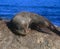 Sea Lion chilling on a rock, bathing in the sun