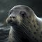 Sea Lion Close Up. Generative AI