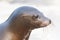 Sea lion closeup