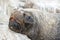 Sea Lion Closeup