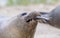 Sea lion closeup, eating fish