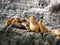 Sea lion colony on rocks