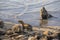 Sea lion colony   Sea lions resting on the seashore
