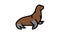 sea lion color icon animation