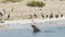 Sea lion comes out of the water observed by pelicans and cormorants on the sandy beach of Penguin Island, Rockingham, Australia