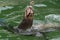 Sea lion while eating a fish