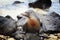 Sea lion enjoying a sunbath