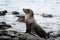 Sea lion enjoying a sunbath