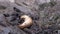 Sea lion Eumetopias jubatus female animal with cubs on stones of rock.