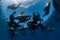 Sea lion family underwater in backlight