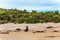 Sea lion on the famous Cannibal Beach