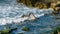 Sea lion fighting. San Diego, California. Near La Jolla Beach.