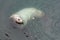 Sea lion floating in cold water, Kamchatka