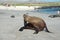 Sea lion at Galapagos coast.