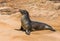 Sea lion, Galapagos islands, Ecuador