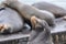 Sea lion grooming on a pontoon at pier 39 in san francisco