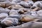 Sea lion grooming on a pontoon at pier 39 in san francisco