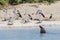 A sea lion and a group of pelicans on the sandy beach of Penguin Island, Rockingham, Western Australia