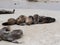 Sea Lion Group, Zalophus californianus wollebaeki, on the beach, San Cristobal, Galapagos, Ecuador