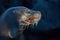 Sea lion head face portrait Galapagos Ecuador